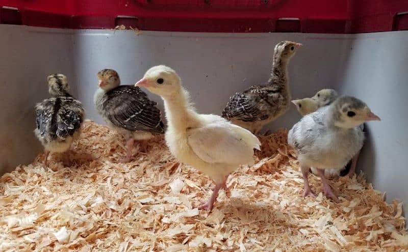 golden buff & turkey ky chicks & heera madi available hy 6