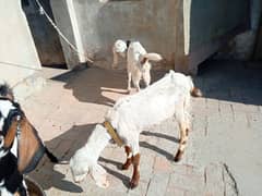 goat pair for sale