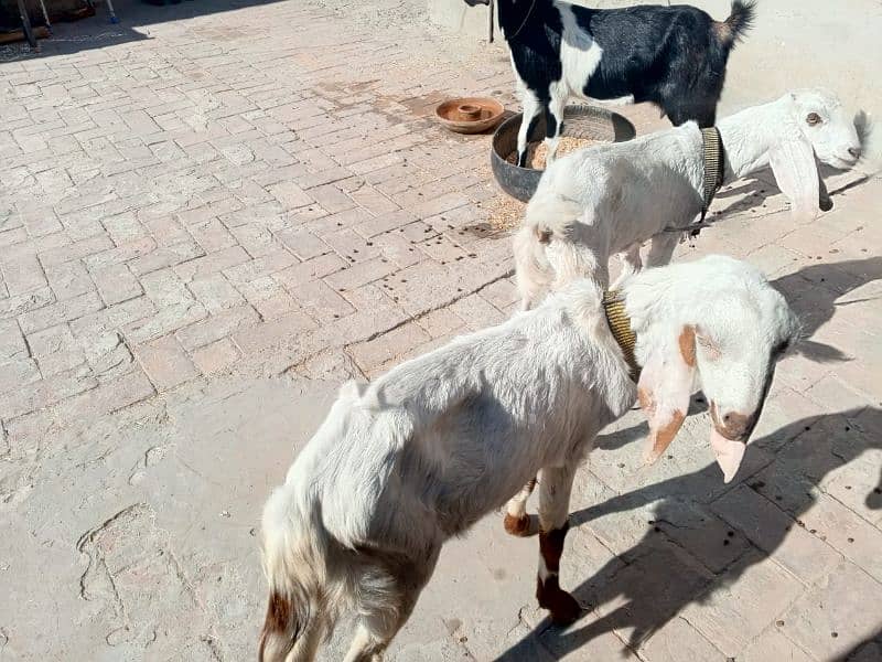 goat pair for sale 3