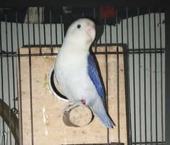 0327-0277654/Parrot/Love Bird/Cocktail/Cage/Albino/Opline/pale fellow/