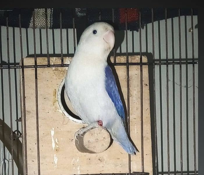 0327-0277654/Parrot/Love Bird/Cocktail/Cage/Albino/Opline/pale fellow/ 0