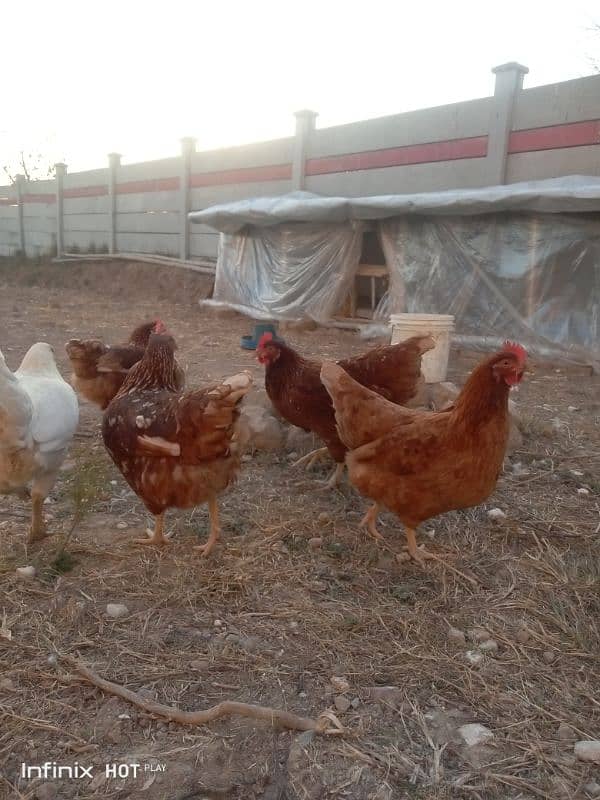 mashallah lohmann brown F-1 breed hens and fertile eggs+playmouth. 1