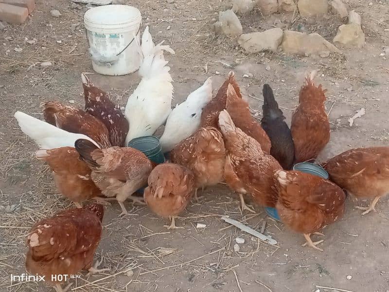 mashallah lohmann brown F-1 breed hens and fertile eggs+playmouth. 6