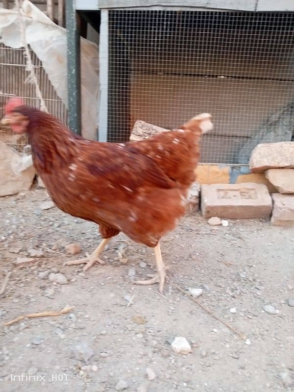 mashallah lohmann brown F-1 breed hens and fertile eggs+playmouth. 8