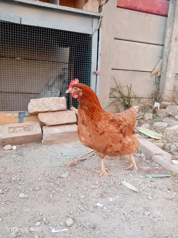 mashallah lohmann brown F-1 breed hens and fertile eggs+playmouth. 9