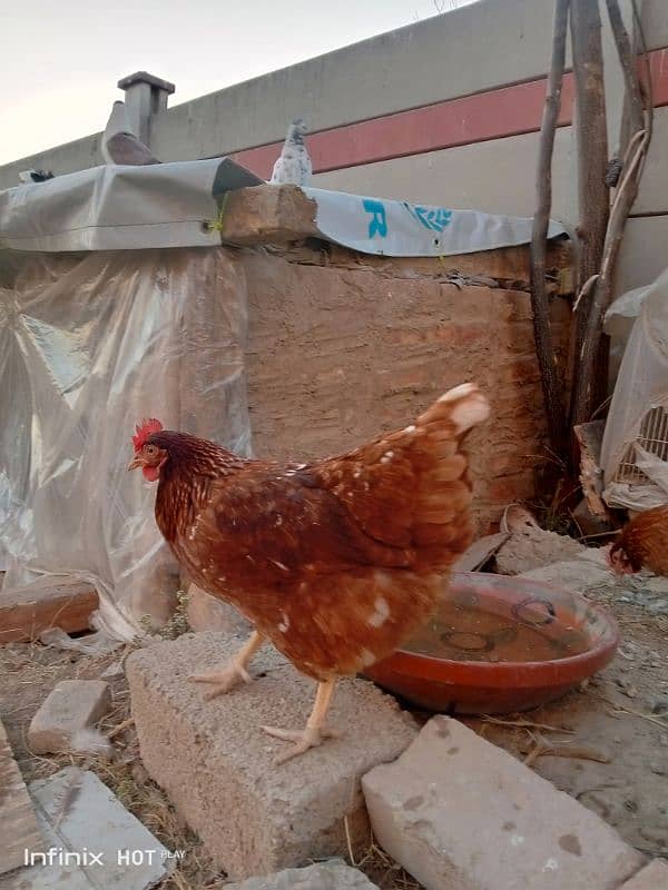 mashallah lohmann brown F-1 breed hens and fertile eggs+playmouth. 10