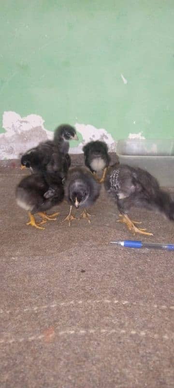 mashallah lohmann brown F-1 breed hens and fertile eggs+playmouth. 11