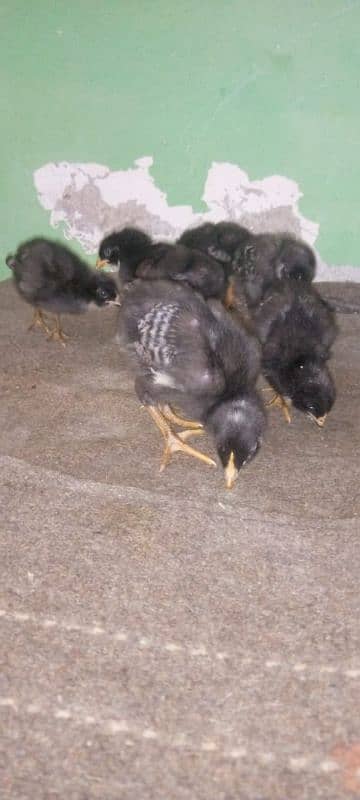 mashallah lohmann brown F-1 breed hens and fertile eggs+playmouth. 12