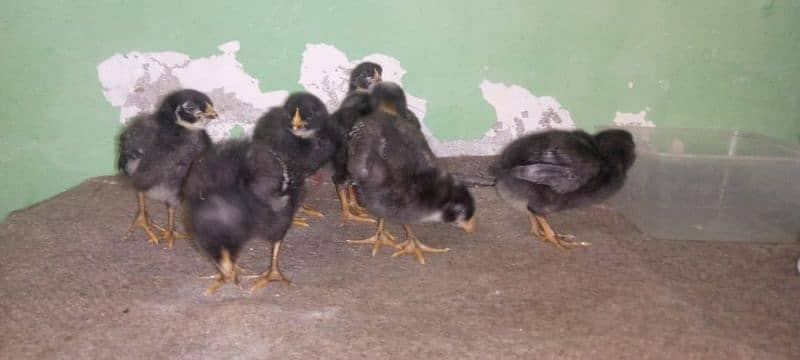 mashallah lohmann brown F-1 breed hens and fertile eggs+playmouth. 14