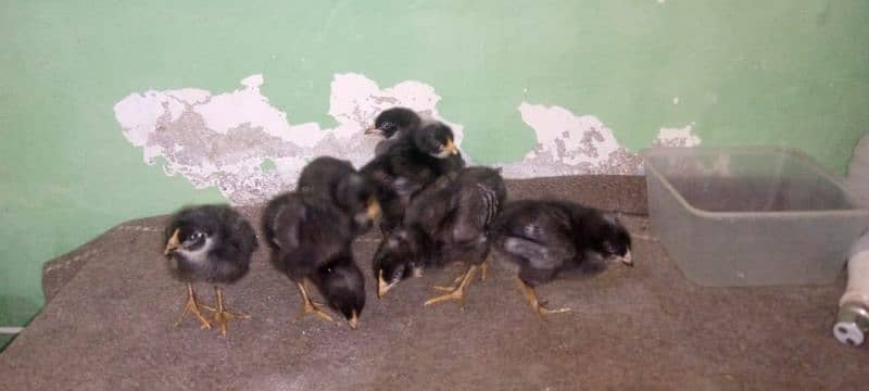 mashallah lohmann brown F-1 breed hens and fertile eggs+playmouth. 15