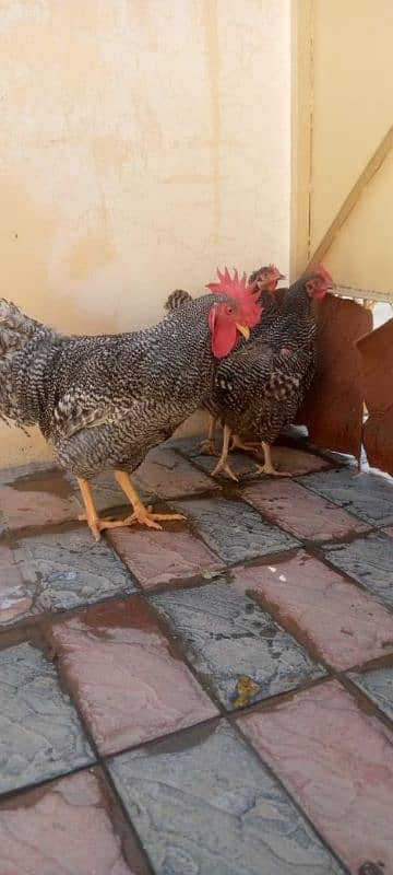 mashallah lohmann brown F-1 breed hens and fertile eggs+playmouth. 16