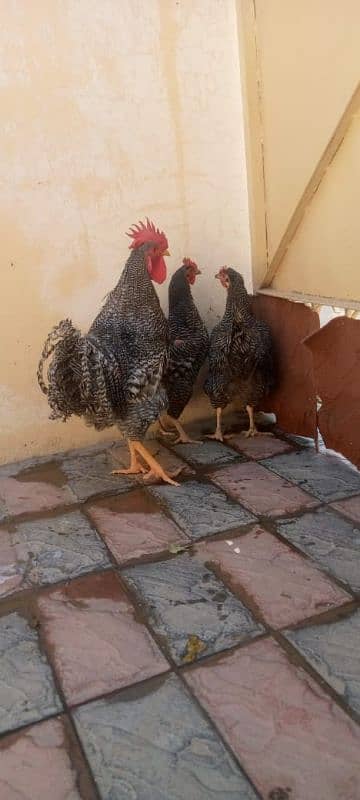 mashallah lohmann brown F-1 breed hens and fertile eggs+playmouth. 17