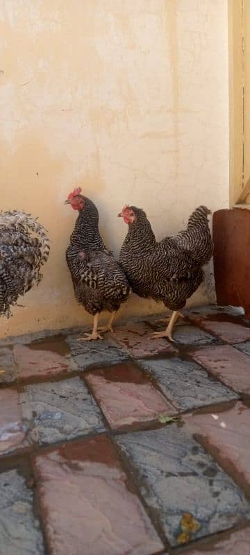 mashallah lohmann brown F-1 breed hens and fertile eggs+playmouth. 18