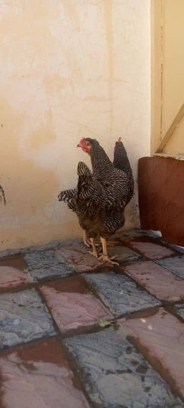 mashallah lohmann brown F-1 breed hens and fertile eggs+playmouth. 19