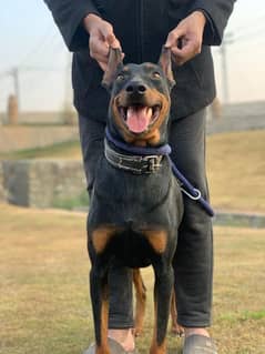 dober female puppy for sale 2 n half months age