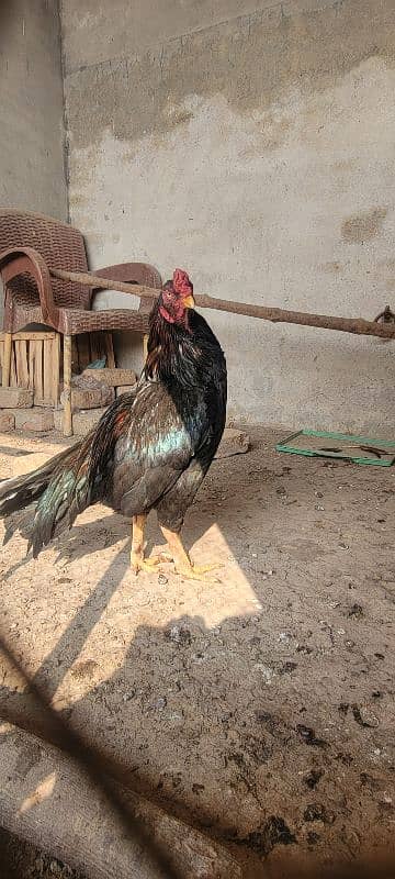 Breeder murgha or 5 Dasi hens . 3