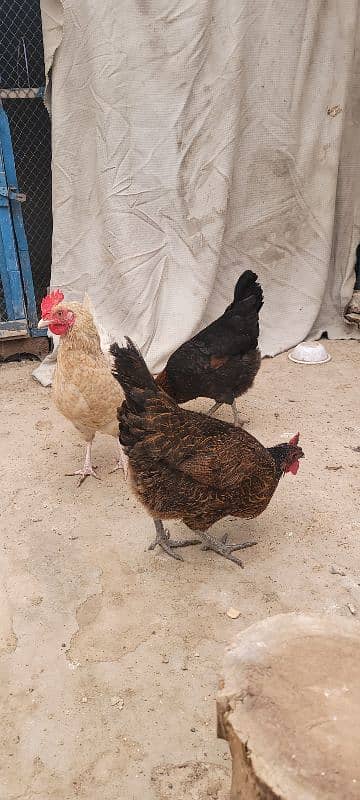 Breeder murgha or 5 Dasi hens . 4