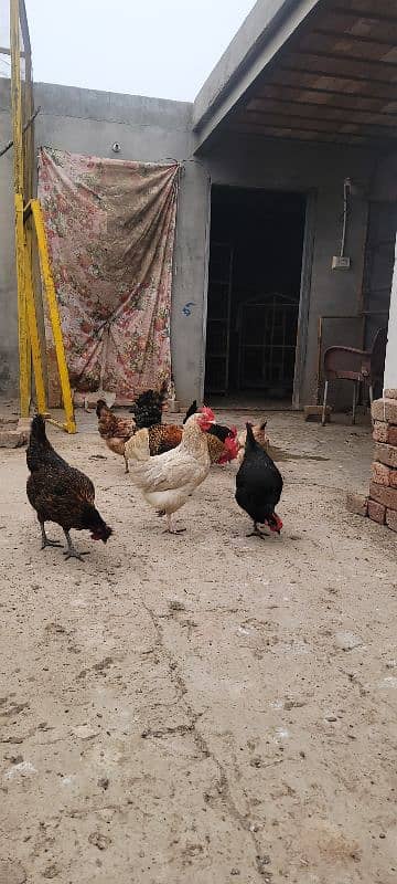 Breeder murgha or 5 Dasi hens . 5