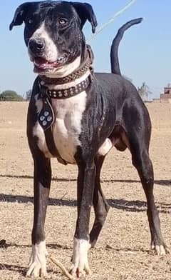 Bully gultair male age 15 month full security guard dog for sale