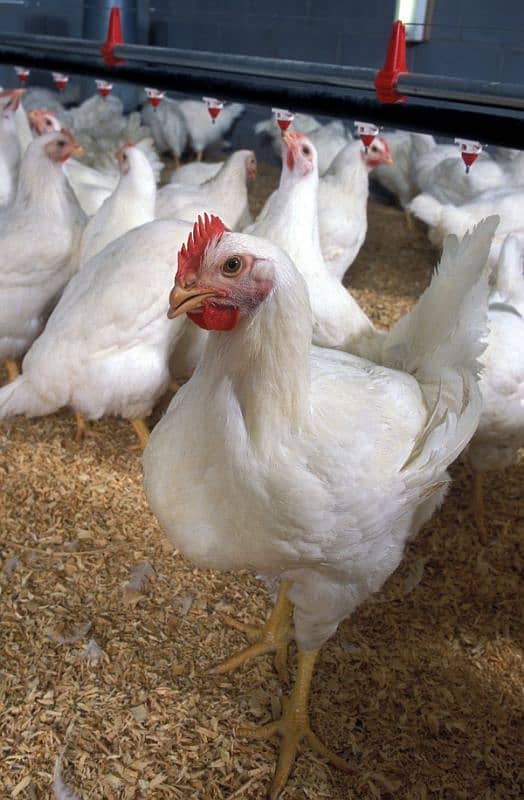 healthy broiler chickens  munasib rate mein 0