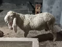 sheep/goat/kajla