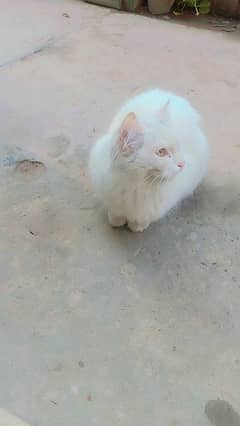 selling cat