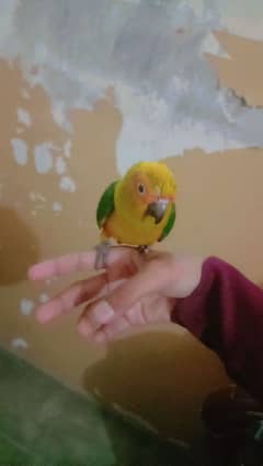 Conure