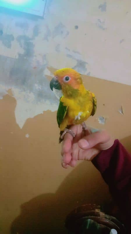 Conure Parrot 1