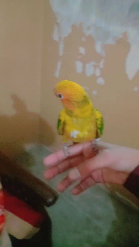 Conure Parrot 4