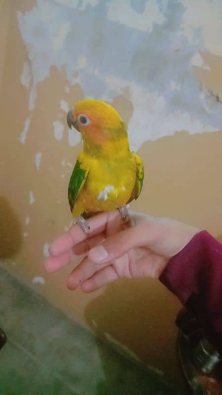 Conure Parrot 5