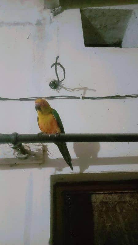 Conure Parrot 6