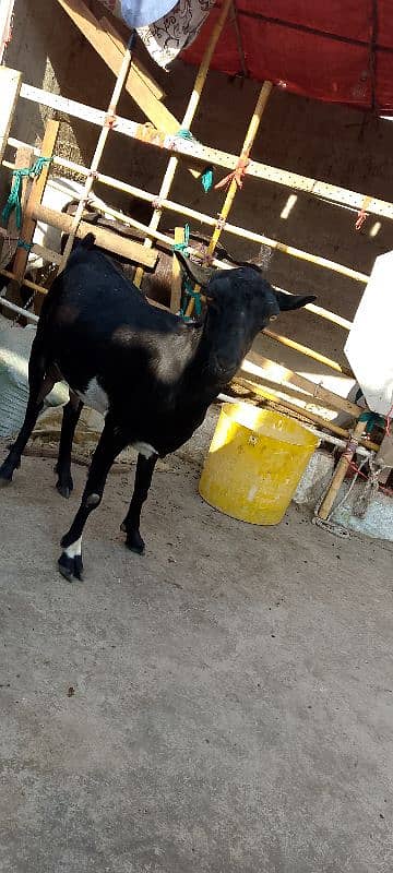 tedi bakri for sale location karachi 0