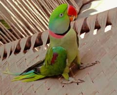 Raw Male Green Parrot Home Breed Age 4 years