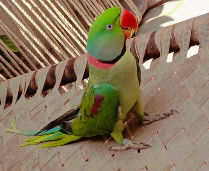 Raw Male Green Parrot Home Breed Age 4 years 0