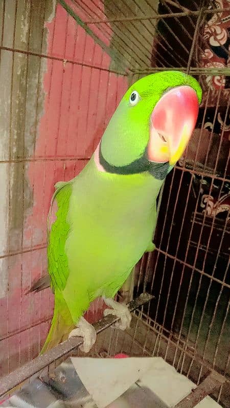 Raw Male Green Parrot Home Breed Age 4 years 1