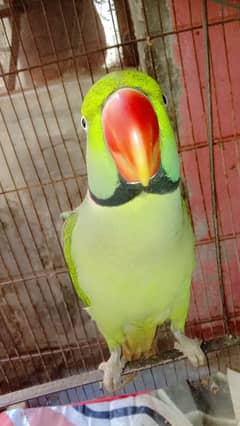 Alexander Raw Male Green Parrot Home Breed Age 4 years Available