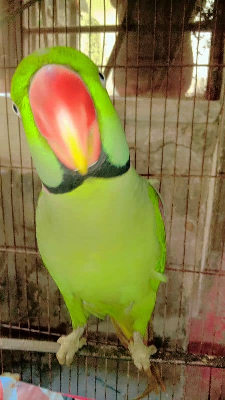 Raw Male Green Parrot Home Breed Age 4 years 3