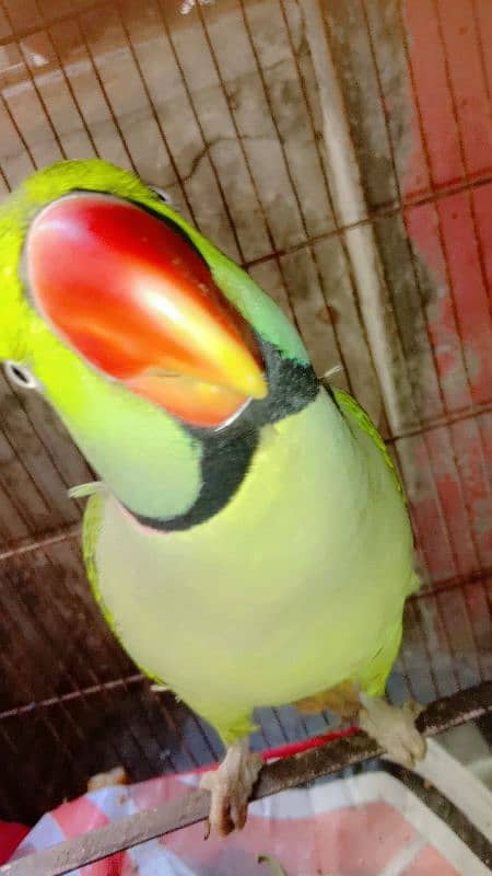 Raw Male Green Parrot Home Breed Age 4 years 4