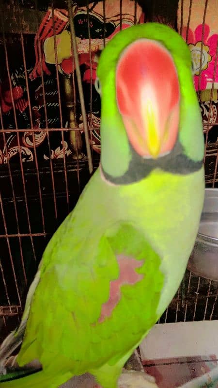 Raw Male Green Parrot Home Breed Age 4 years 5