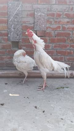 Heera chicks