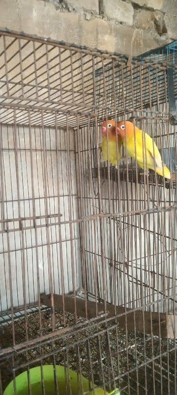 love birds parblue lutino albinos 10