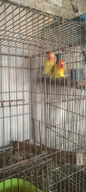 love birds parblue lutino albinos 11