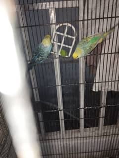 2000% confirm breeder pair budgies parrots australian parrot