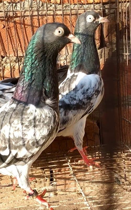 tadi 3ps for sale pigeon kaboter03004692391 0