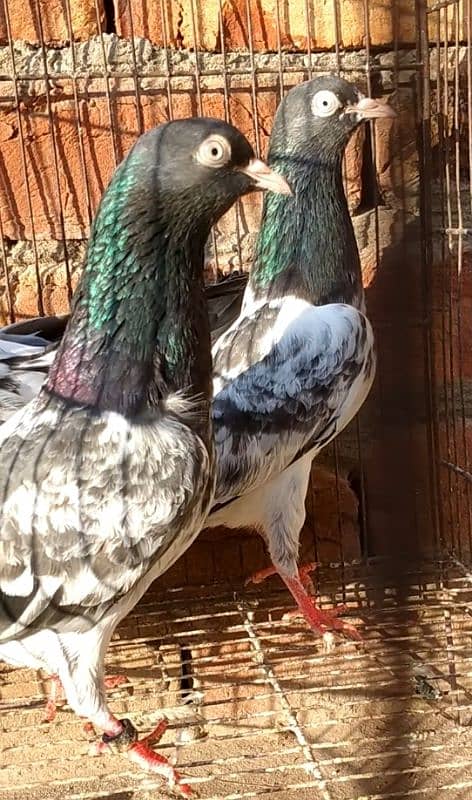 tadi 3ps for sale pigeon kaboter03004692391 1