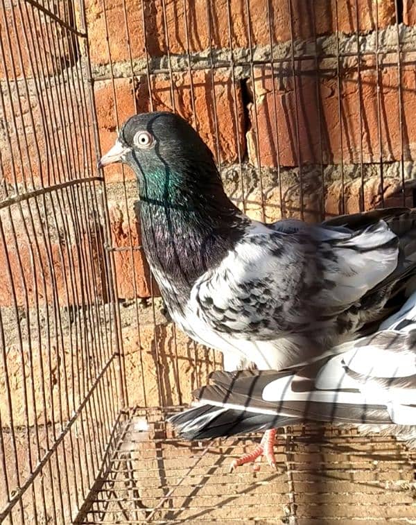 tadi 3ps for sale pigeon kaboter03004692391 3