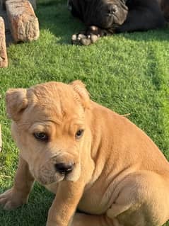 straw Cane corso Huge Size