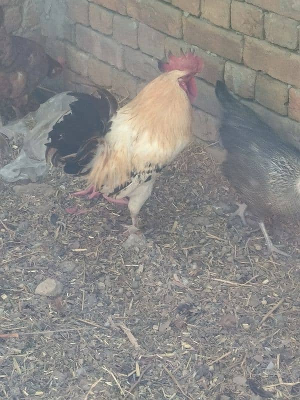 golden misiri hen egg laying confirm03006647773 0