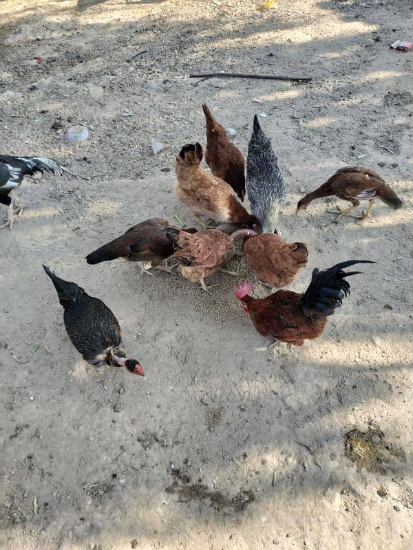 golden misiri hen egg laying confirm03006647773 2