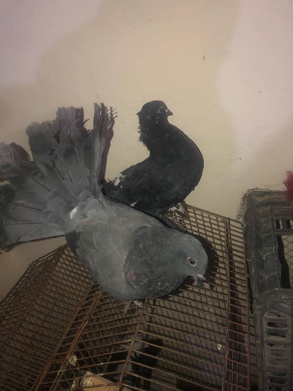 Black fantail lakkay pigeons 1